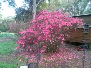 winter-color-tampa-azalea