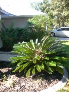 landscaping-sago-palm-tampa-johns-palms