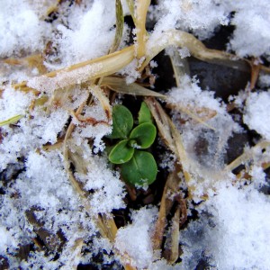 seedling-snow