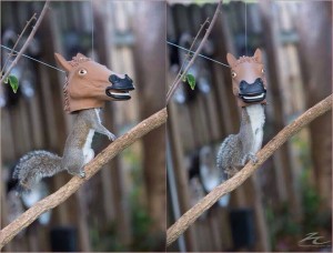 squirrle-feeder-horse-head