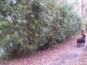landscaping-dwarf-bamboo-privacy-tampa