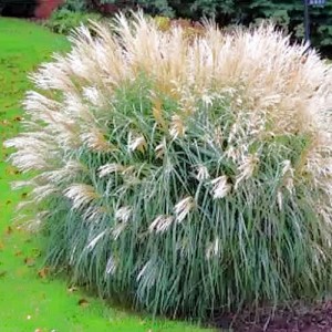 miscanthus_sinensis_adagio